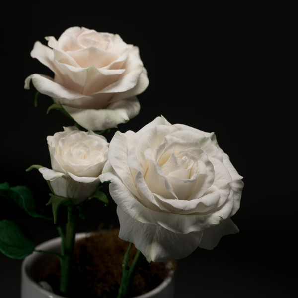 Three white sugar roses